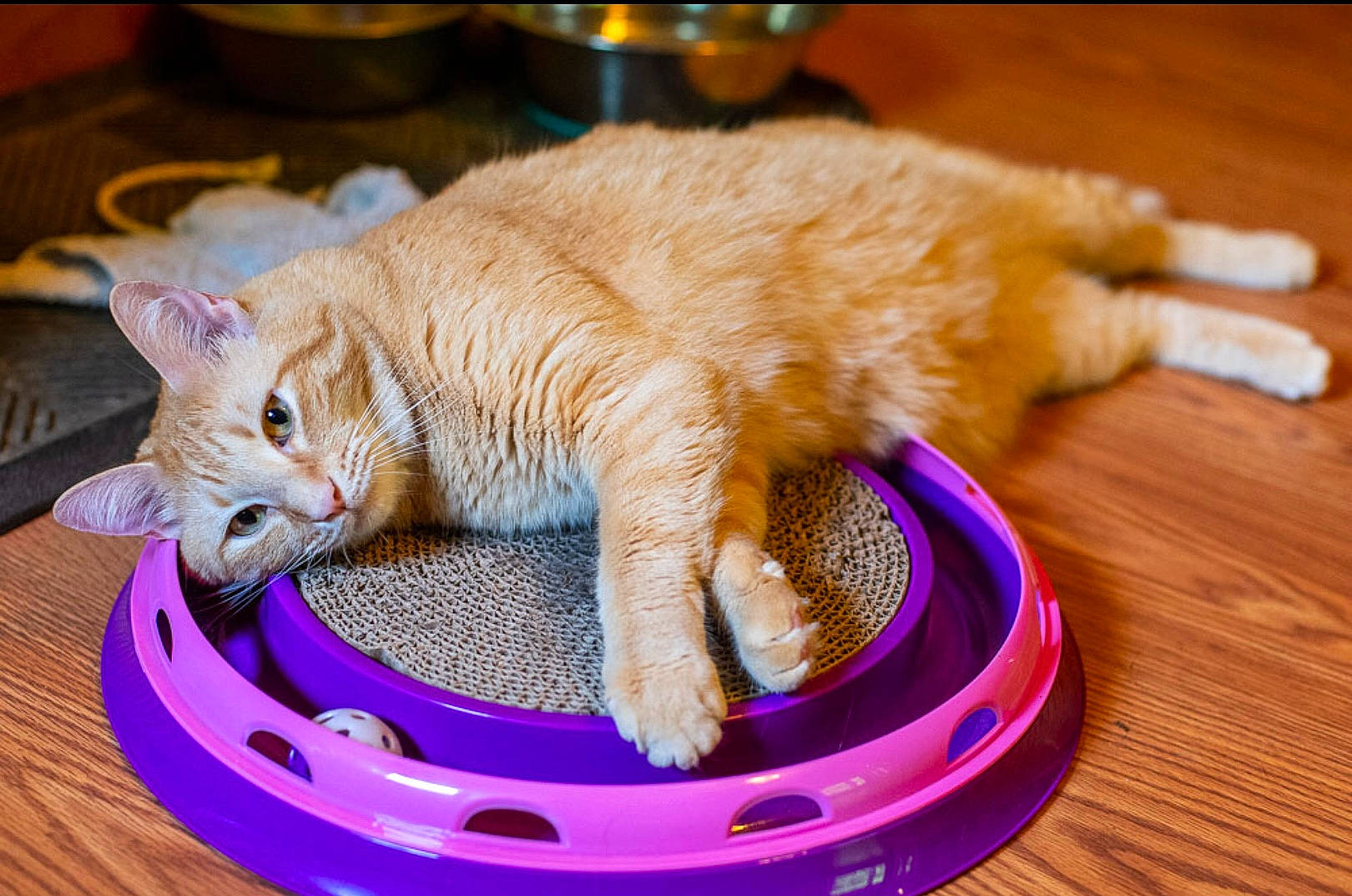 Jack joined the competition — help win amazing prizes! carnivore, cat, cat_supply, claw, comfort, domestic_short_haired_cat, electric_blue, fawn, felidae, flooring, fur, hardwood, magenta, paw, pet_supply, small_to_medium_sized_cats, tail, vertebrate, whiskers, wood