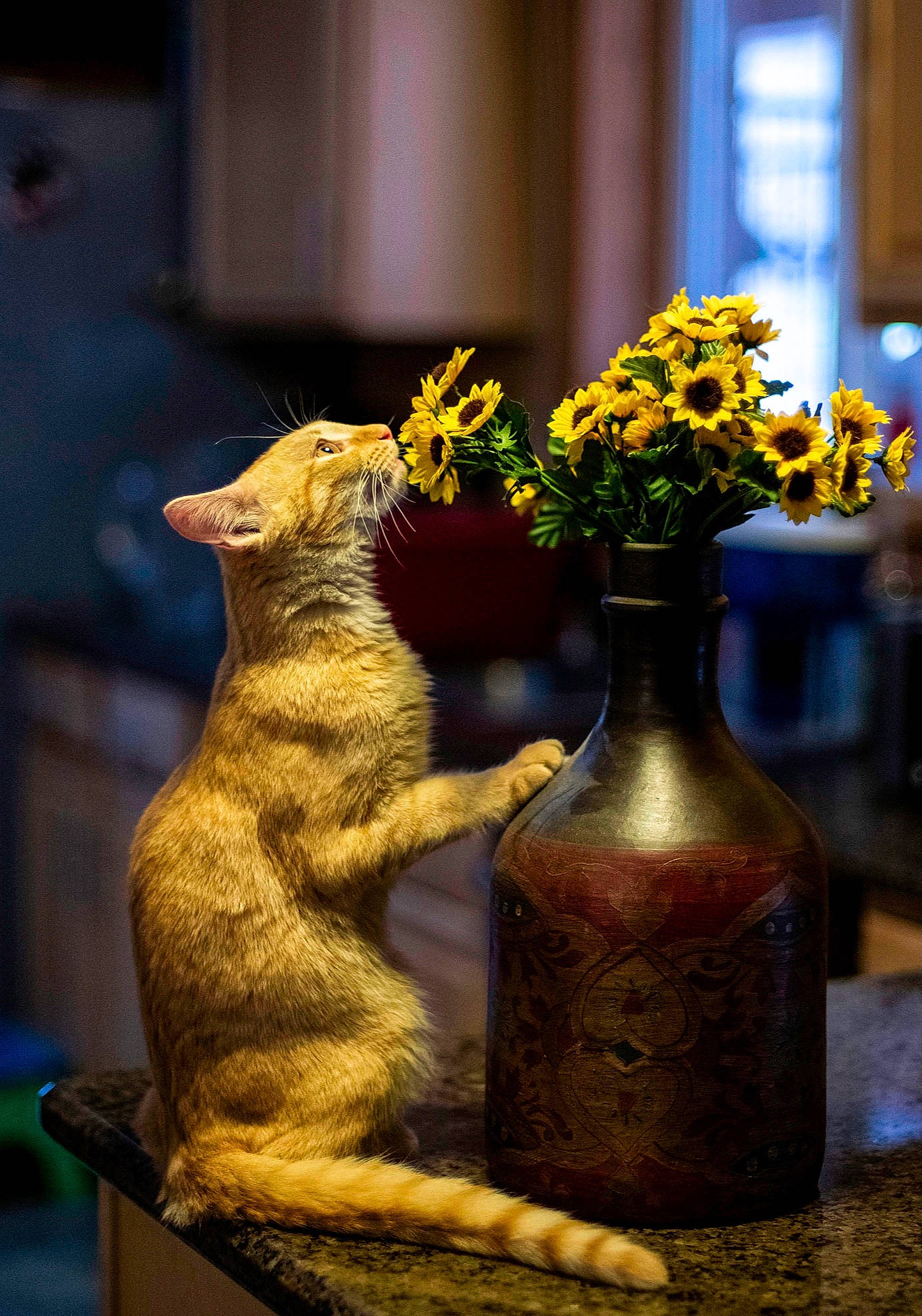 Jack is registered to the contest to win money with this photo: artifact, barware, bottle, carnivore, cat, cut_flowers, drinkware, felidae, flower, flower_arranging, glass, glass_bottle, metal, petal, plant, serveware, small_to_medium_sized_cats, vase, whiskers, window