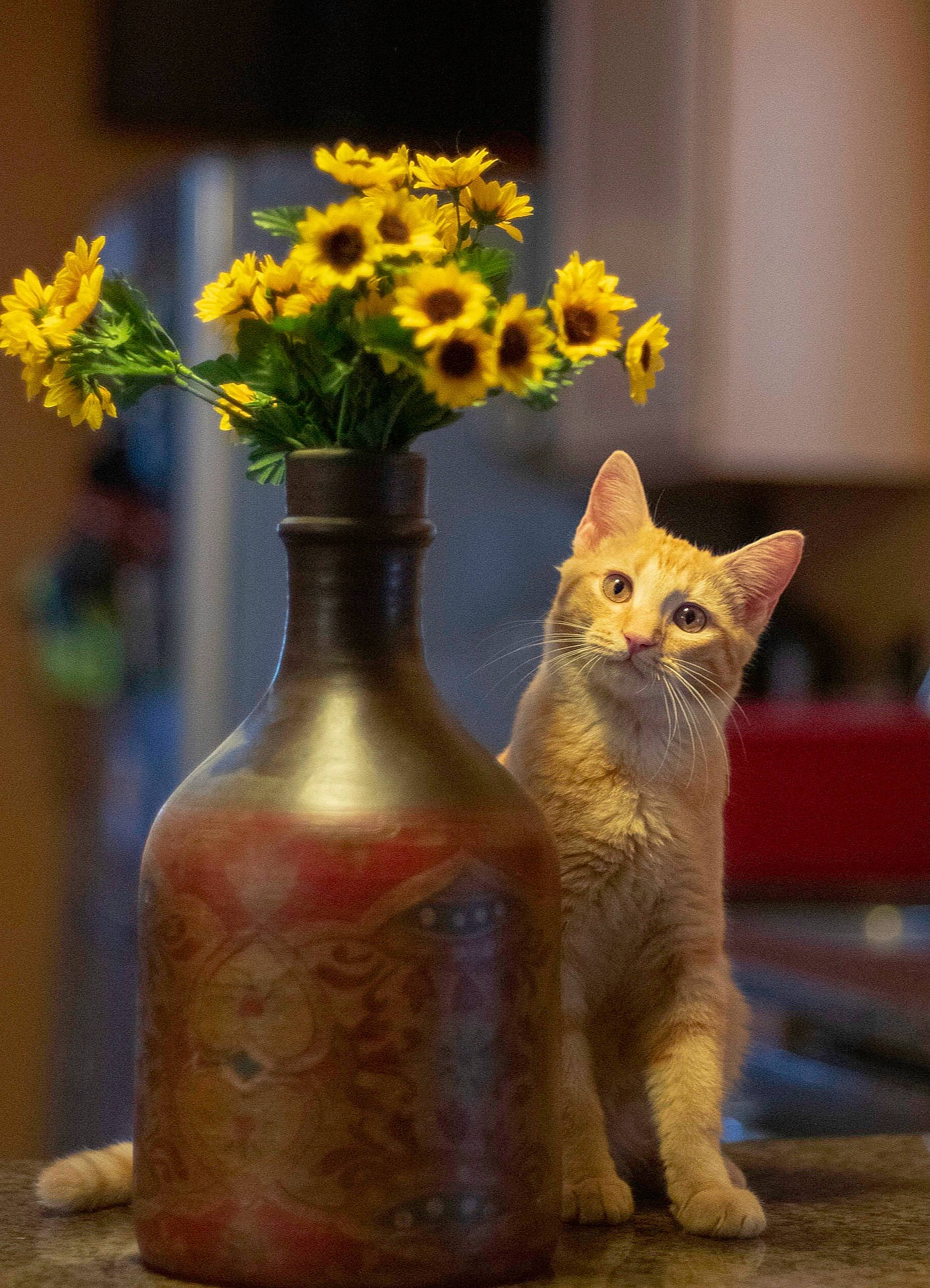 Jack is registered to the contest to win money with this photo: artifact, artificial_flower, carnivore, cat, fawn, felidae, flower, flower_arranging, flowerpot, houseplant, orange, petal, plant, pottery, serveware, small_to_medium_sized_cats, tail, vase, whiskers, window