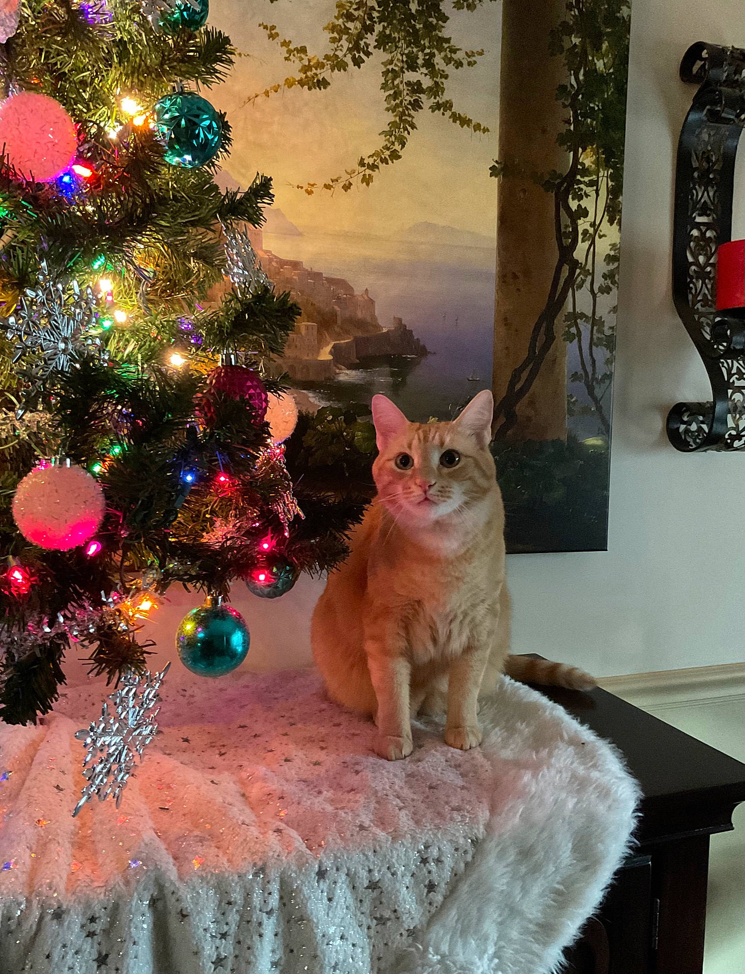 Jack joined the competition — help win amazing prizes! carnivore, cat, christmas_decoration, christmas_ornament, christmas_tree, event, evergreen, fawn, felidae, holiday_ornament, interior_design, ornament, plant, small_to_medium_sized_cats, table, tail, tree, whiskers, window, wood