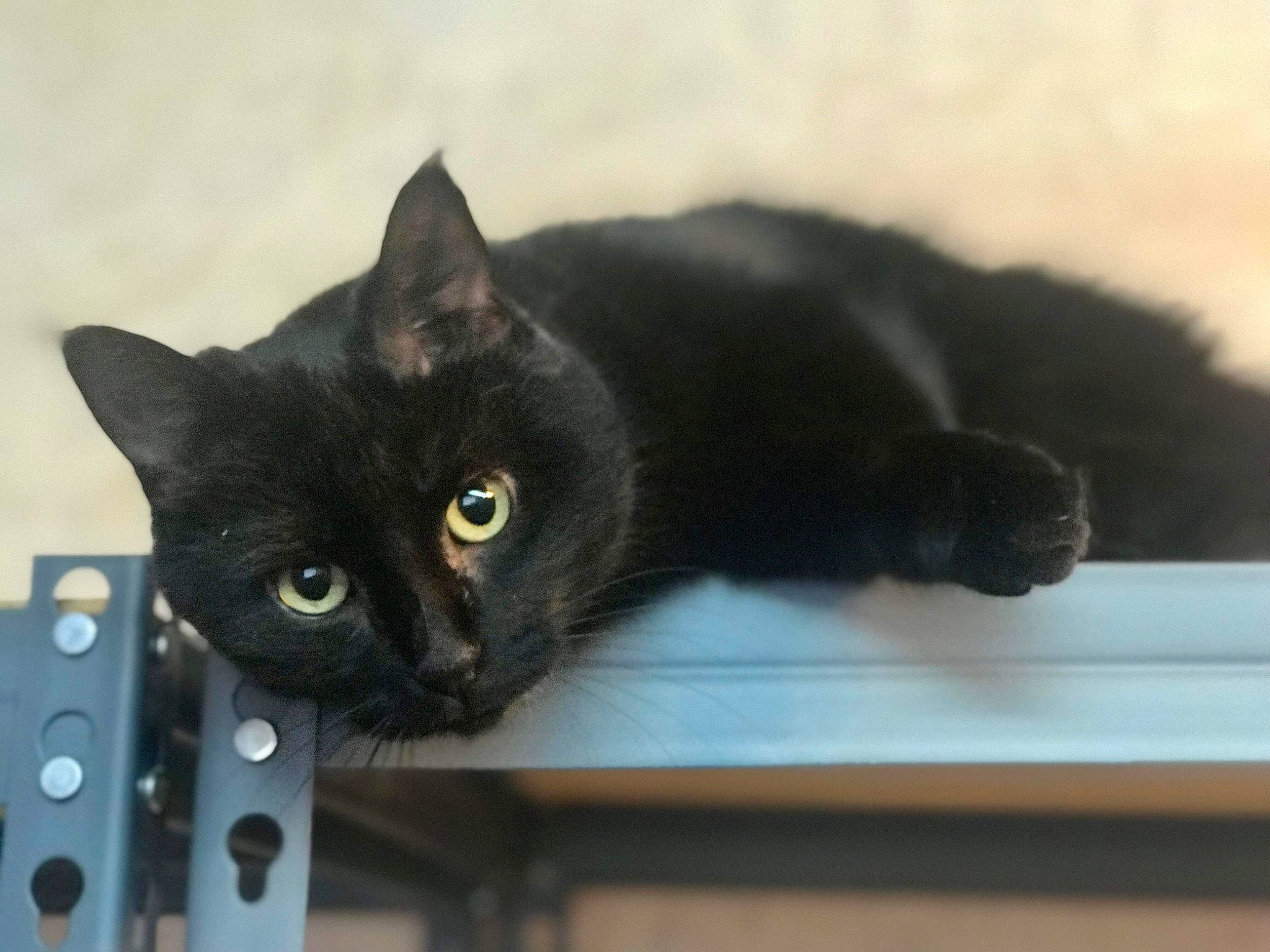 Gabby is registered to the contest to win money with this photo: black_cat, bombay, carnivore, cat, domestic_short_haired_cat, felidae, fur, small_to_medium_sized_cats, snout, tail, whiskers, window