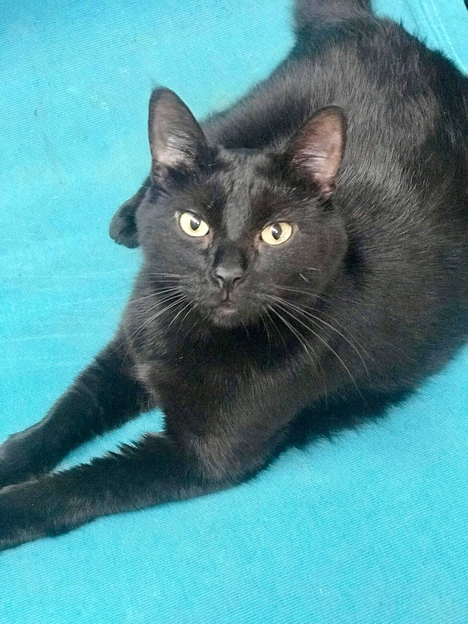 Gabby is registered to the contest to win money with this photo: black_cat, carnivore, cat, claw, domestic_short_haired_cat, electric_blue, felidae, fur, grey, small_to_medium_sized_cats, snout, tail, terrestrial_animal, whiskers