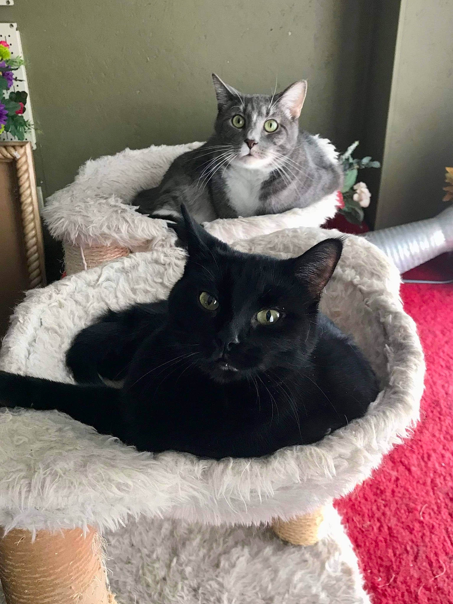 Gabby joined the competition — help win amazing prizes! black_cat, bombay, carnivore, cat, cat_supply, claw, comfort, domestic_short_haired_cat, felidae, fur, grey, pattern, paw, room, sitting, small_to_medium_sized_cats, snout, tail, whiskers