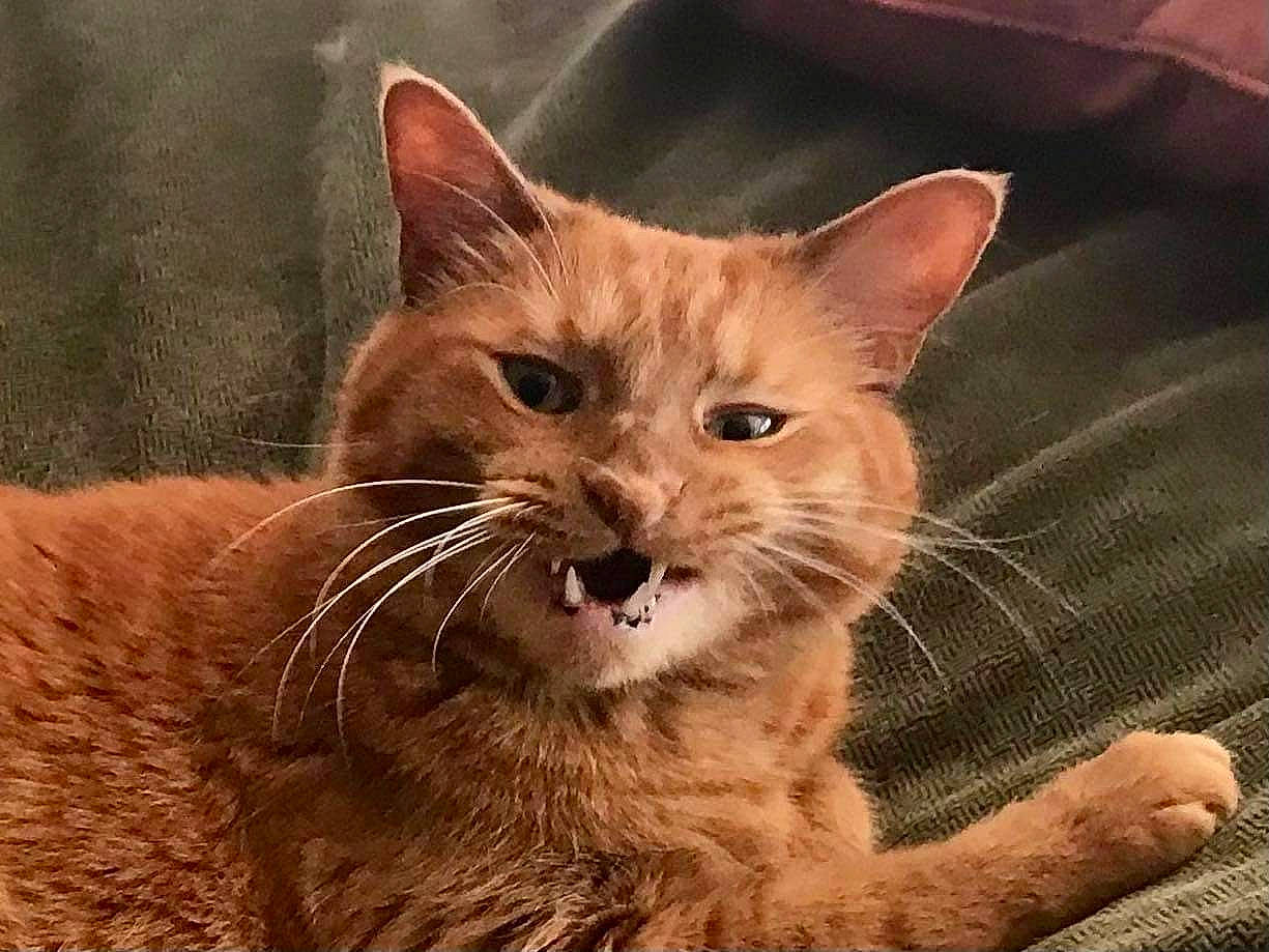 Phat Boy joined the competition — help win amazing prizes! carnivore, cat, claw, domestic_short_haired_cat, fang, fawn, felidae, fur, paw, photo_caption, sitting, small_to_medium_sized_cats, snout, terrestrial_animal, whiskers, wildlife, window