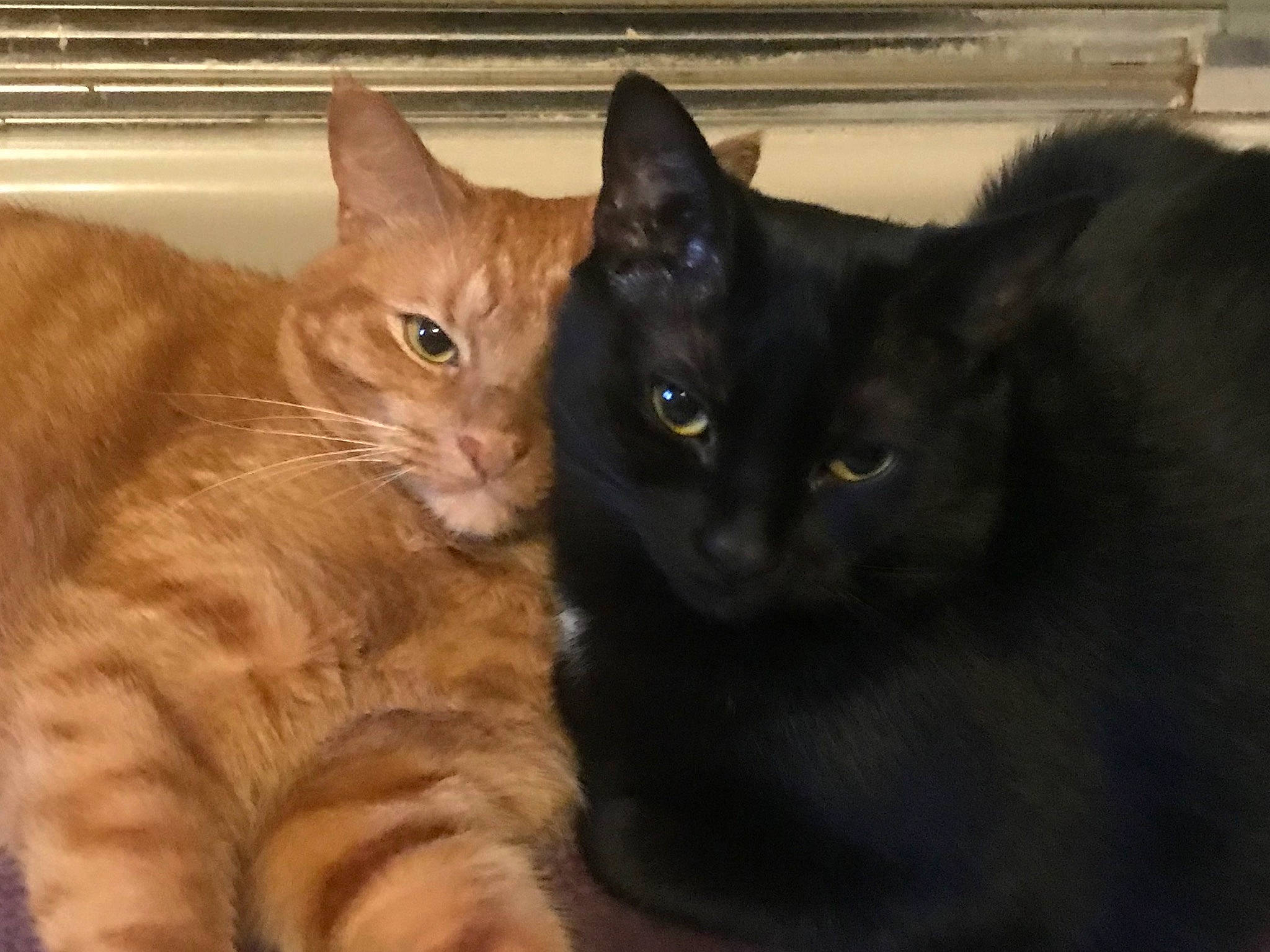 Phat Boy joined the competition — help win amazing prizes! black_cat, bombay, carnivore, cat, comfort, domestic_short_haired_cat, felidae, fur, mammal, paw, small_to_medium_sized_cats, snout, tail, terrestrial_animal, vertebrate, whiskers, window