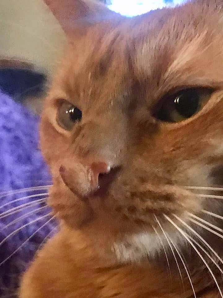 Phat Boy is registered to the contest to win money with this photo: balinese, carnivore, cat, close_up, domestic_short_haired_cat, ear, electric_blue, fawn, felidae, fur, sky, small_to_medium_sized_cats, snout, terrestrial_animal, whiskers