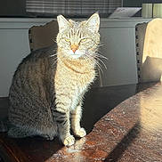 Dusty is registered to the contest to win money with this photo: cat, tabby_cat, indoor, table, wooden_table, sunlight, shadow, chair, window, blinds, pet, feline, domestic_animal, fur, whiskers, sitting, quiet, home, cozy, daylight