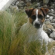 Lilou a rejoint le concours — aidez-le/la à gagner de superbes lots ! canidae, carnivore, chilean_fox_terrier, companion_dog, danish_swedish_farmdog, dog, dog_breed, fawn, feist, grass, jack_russell_terrier, mammal, plant, rare_breed_dog, rat_terrier, russell_terrier, smooth_fox_terrier, sporting_group, treeing_feist, vertebrate