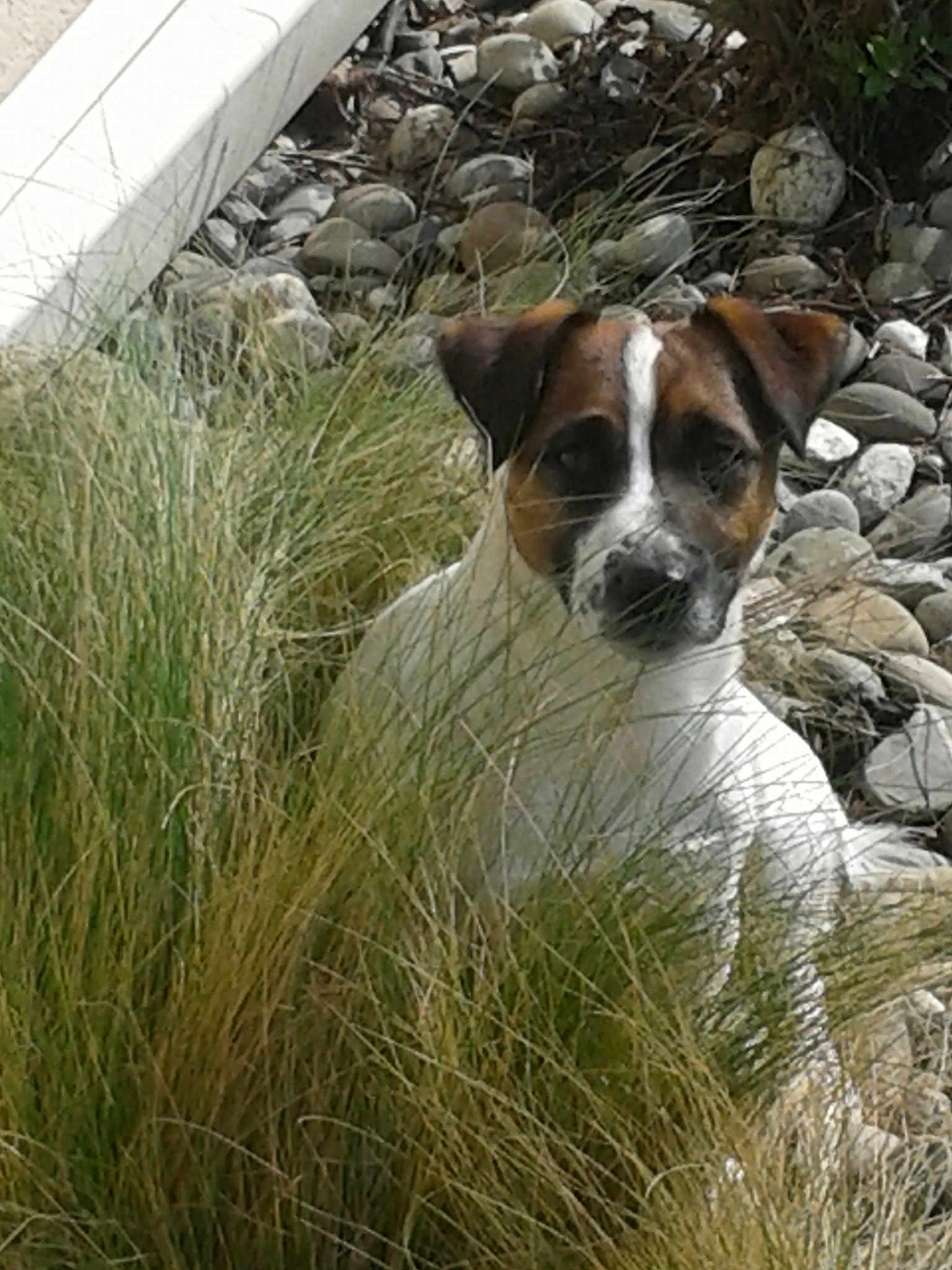 Lilou