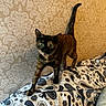 Peanut is registered to the contest to win money with this photo: cat, tortoiseshell, pet, indoor, blanket, pattern, wallpaper, furniture, curious, animal, mammal, tail, whiskers, paw, feline, walking, home, cute, alert, closeup