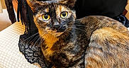 Peanut joined the competition — help win amazing prizes! cat, tortoiseshell, feline, pet, animal, resting, chair, blanket, fabric, lace, black, orange, yellow_eyes, whiskers, fur, indoor, cozy, texture, closeup, portrait