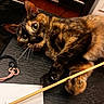 cat, tortoiseshell, pet, indoor, curious, whiskers, playful, black_surface, wide_eyes, feline, animal, domestic, paw, fur, closeup, toy, relaxed, mischievous, ears, lying_down