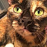 Peanut is registered to the contest to win money with this photo: cat, tortoiseshell, close_up, green_eyes, whiskers, pet, indoor, feline, curious, face, fur, animal, domestic_animal, portrait, cute, mammal, closeup, looking_at_camera, tabby, nose