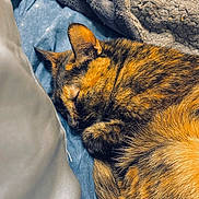 Peanut joined the competition — help win amazing prizes! cat, sleeping, tortoiseshell, fur, blanket, blue_blanket, gray_blanket, cozy, rest, pet, animal, indoor, closeup, soft, cute, relaxed, fur_texture, warm, nap, domestic_cat