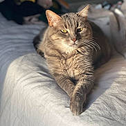 Fripouille a rejoint le concours — aidez-le/la à gagner de superbes lots ! cat, gray_tabby, pet, animal, feline, bed, white_bedspread, sunlight, relaxed, lounging, domestic_cat, whiskers, ears, paws, fur, indoor, closeup, portrait, sleepy, comfortable