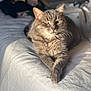 cat, gray_tabby, pet, animal, feline, bed, white_bedspread, sunlight, relaxed, lounging, domestic_cat, whiskers, ears, paws, fur, indoor, closeup, portrait, sleepy, comfortable