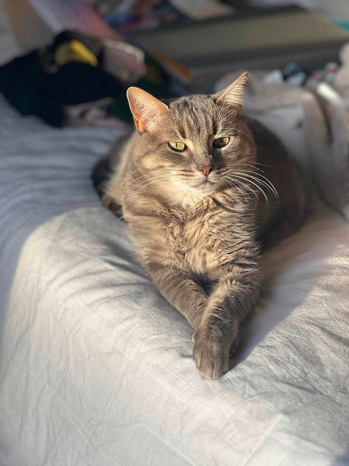 Fripouille a rejoint le concours — aidez-le/la à gagner de superbes lots ! cat, gray_tabby, pet, animal, feline, bed, white_bedspread, sunlight, relaxed, lounging, domestic_cat, whiskers, ears, paws, fur, indoor, closeup, portrait, sleepy, comfortable