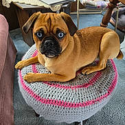 Dakota joined the competition — help win amazing prizes! dog, blue_eyes, tan_fur, crocheted_ottoman, indoor, carpet, furniture, table, chair, relaxing, pet, animal, cozy, home, cute, looking, resting, living_room, domestic, portrait