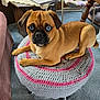 dog, blue_eyes, tan_fur, crocheted_ottoman, indoor, carpet, furniture, table, chair, relaxing, pet, animal, cozy, home, cute, looking, resting, living_room, domestic, portrait