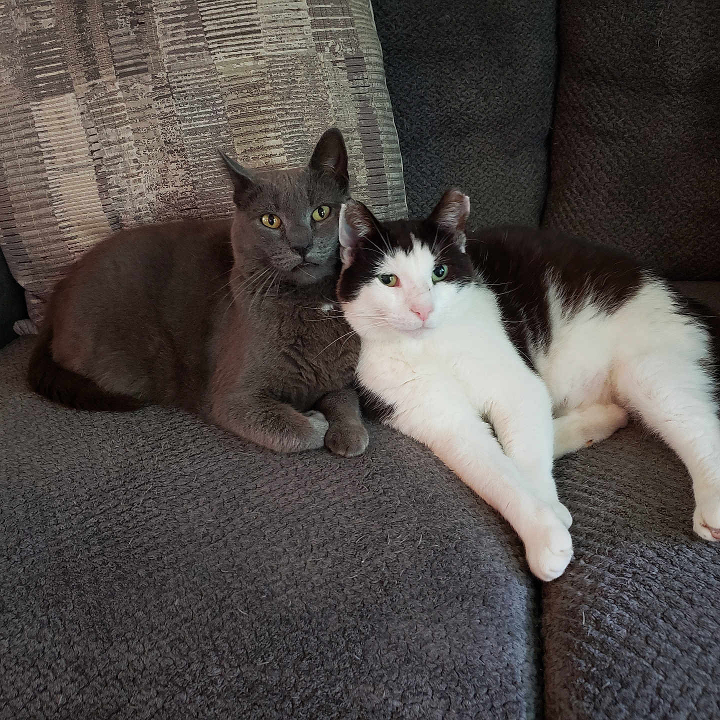 Yelleye And Shaboo