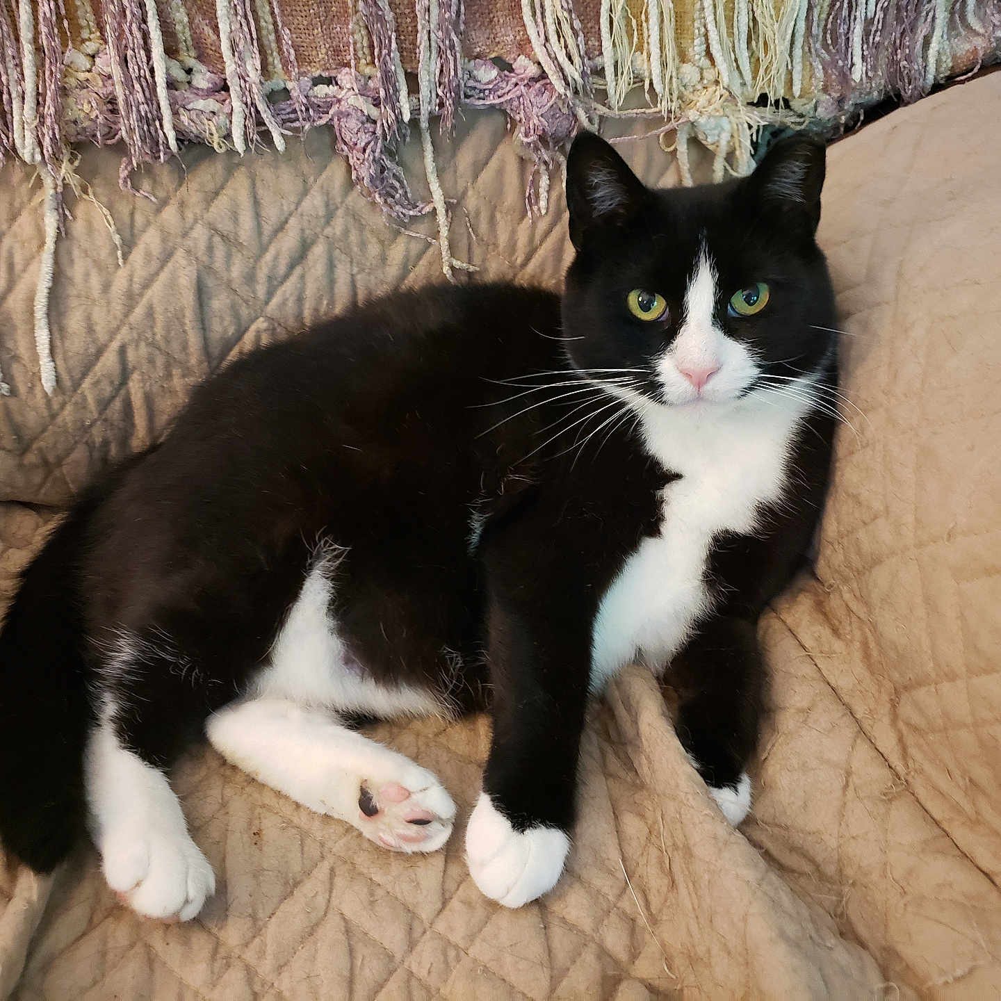 Kitty Girl