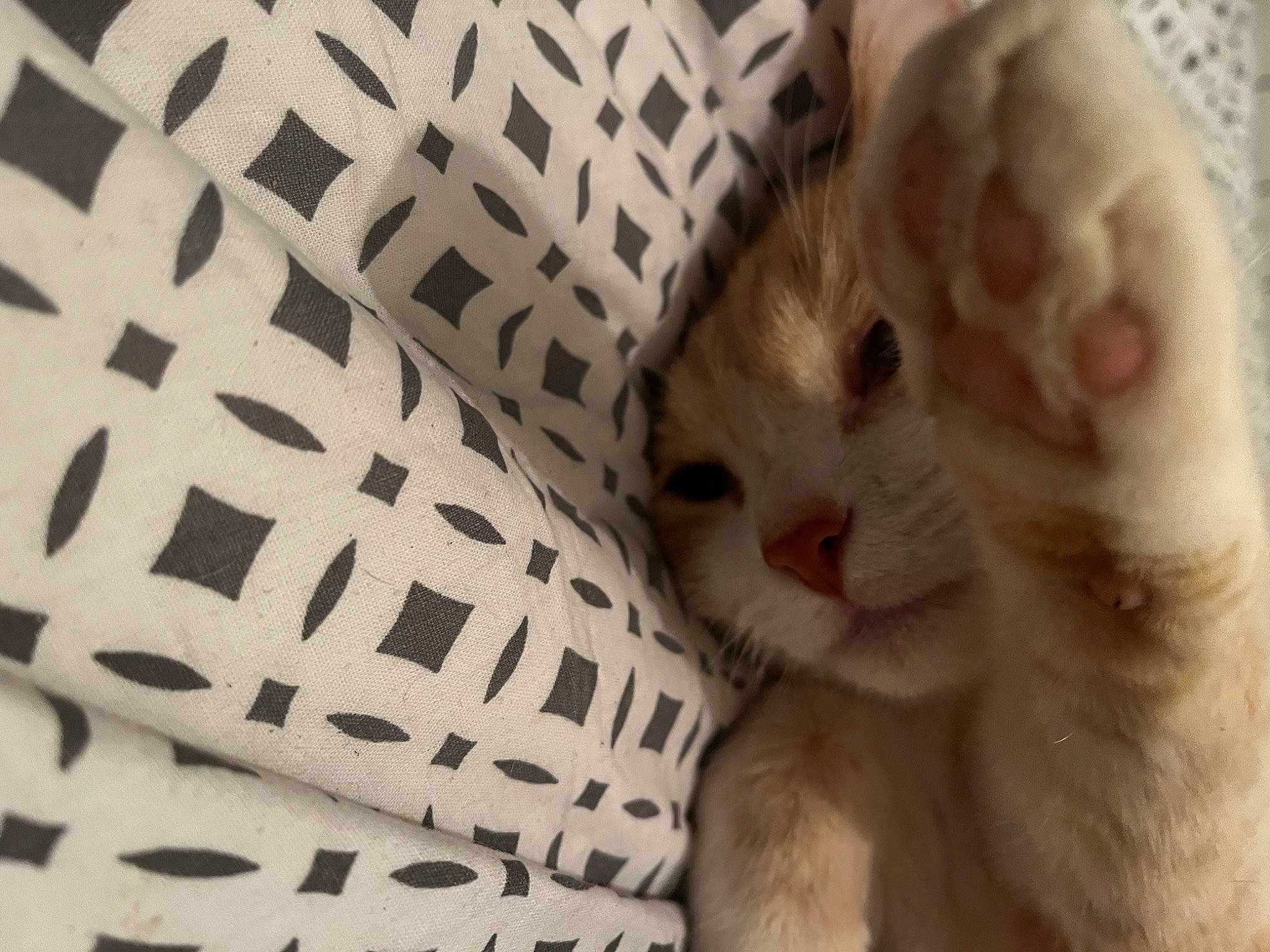 Pumpkin participe au concours pour gagner de l'argent avec cette photo : carnivore, claw, close_up, comfort, domestic_short_haired_cat, fawn, felidae, foot, fur, linens, pattern, paw, small_to_medium_sized_cats, snout, tail, terrestrial_animal, toy, whiskers, woven_fabric