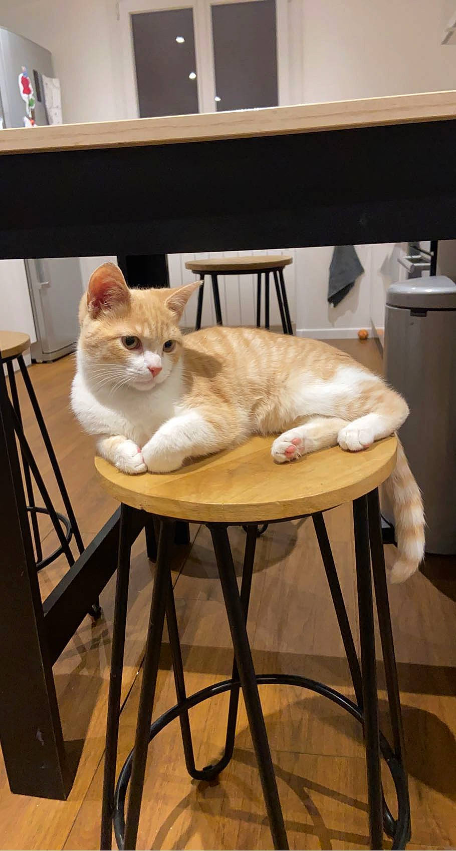 Pumpkin a rejoint le concours — aidez-le/la à gagner de superbes lots ! carnivore, cat, chair, comfort, domestic_short_haired_cat, fawn, felidae, floor, flooring, fur, hardwood, plywood, room, sitting, small_to_medium_sized_cats, table, tail, whiskers, window, wood