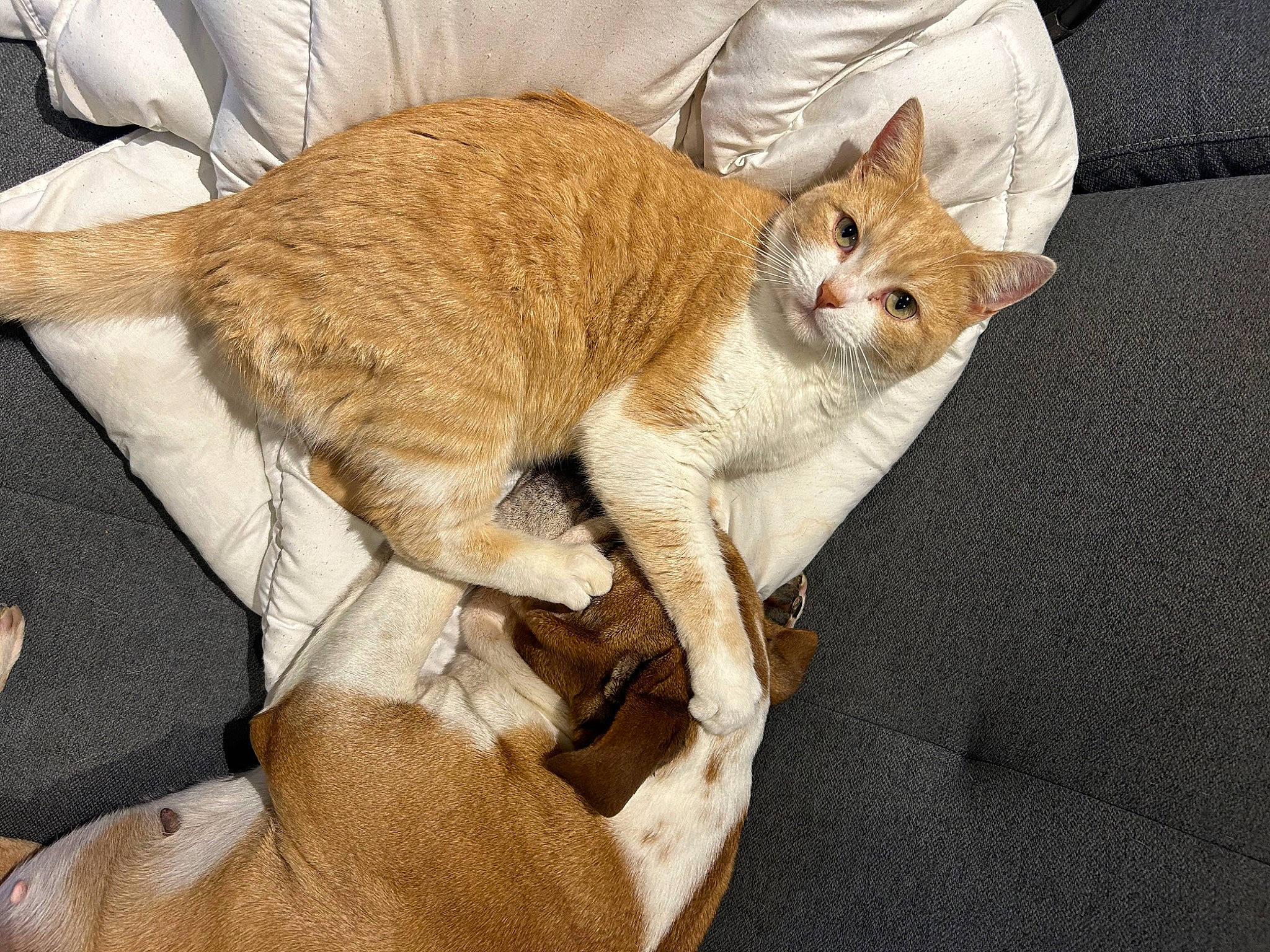 Pumpkin a rejoint le concours — aidez-le/la à gagner de superbes lots ! carnivore, cat, claw, comfort, domestic_short_haired_cat, fawn, felidae, foot, fur, human_leg, lap, nap, paw, sitting, small_to_medium_sized_cats, snout, tail, terrestrial_animal, whiskers, wood