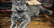 Sitka joined the competition — help win amazing prizes! cat, gray_cat, fluffy, long_hair, maine_coon, golden_eyes, ear_tufts, whiskers, collar, pet_tag, lying_down, front_paws, wooden_table, rustic, indoor, portrait, animal, fur, alert, home