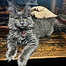 cat, gray_cat, fluffy, long_hair, maine_coon, golden_eyes, ear_tufts, whiskers, collar, pet_tag, lying_down, front_paws, wooden_table, rustic, indoor, portrait, animal, fur, alert, home