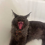 Sitka joined the competition — help win amazing prizes! cat, feline, long_hair, dark_fur, fluffy, maine_coon, ear_tufts, open_mouth, yawning, teeth, pink_tongue, collar, bell, bathtub, bathroom, marble_tiles, sponge, indoor, pet, portrait