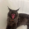 cat, feline, long_hair, dark_fur, fluffy, maine_coon, ear_tufts, open_mouth, yawning, teeth, pink_tongue, collar, bell, bathtub, bathroom, marble_tiles, sponge, indoor, pet, portrait