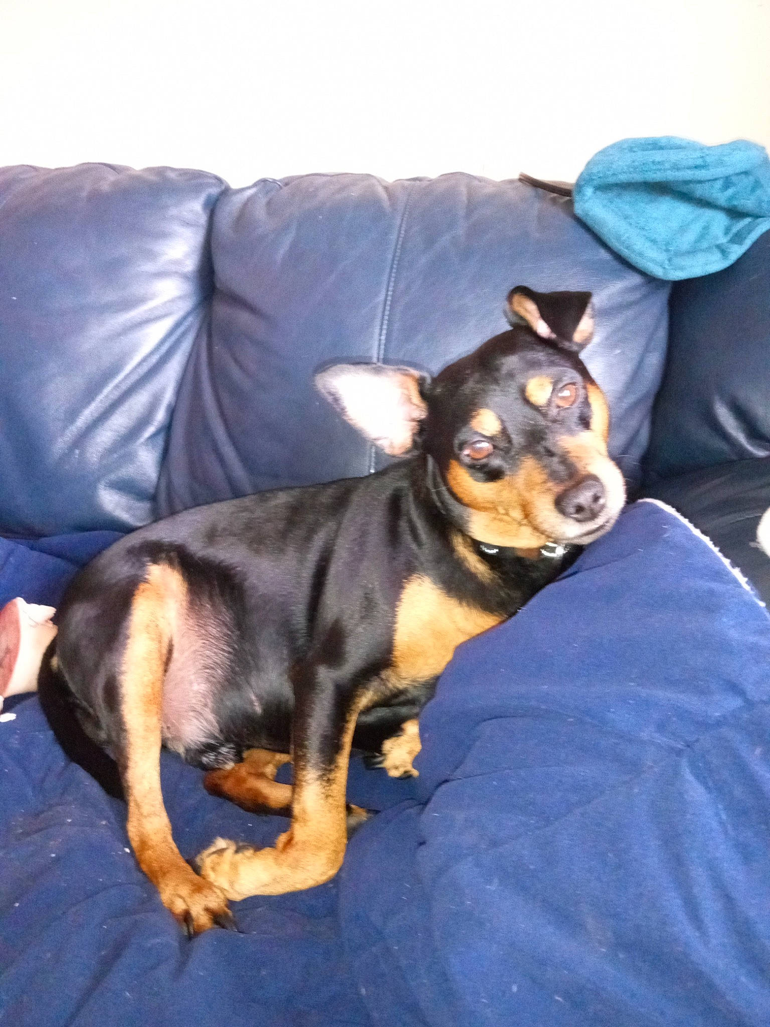 Max is registered to the contest to win money with this photo: canidae, carnivore, comfort, companion_dog, couch, dog, dog_breed, fawn, fur, guard_dog, living_room, pillow, sporting_group, toy_dog, working_animal, working_dog