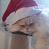 cat, persian_cat, fluffy, long_hair, white_fur, santa_hat, christmas, holiday, pet, animal, sleepy, grumpy, face, whiskers, indoors, scratching_post, portrait, sunlight, cozy, festive