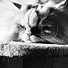O' Malley a rejoint le concours — aidez-le/la à gagner de superbes lots ! cat, feline, black_and_white, fluffy, long_hair, sleepy, resting, face, whiskers, ears, nose, eyes, close_up, monochrome, black_and_white_photography, portrait, pet, indoor, fuzzy_surface, dramatic_lighting
