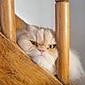 O' Malley participe au concours pour gagner de l'argent avec cette photo : cat, persian_cat, fluffy, long_hair, cream_fur, pet, animal, face, eyes, whiskers, pink_nose, staircase, wood, banister, spindles, indoors, portrait, close_up, warm_lighting, grumpy_expression