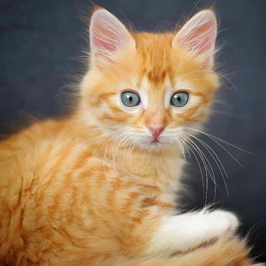 Tethys participe au concours pour gagner de l'argent avec cette photo : adorable, animal, cat, closeup, cute, domestic_cat, feline, fluffy, fur, green_eyes, indoor, kitten, looking, orange_tabby, pet, portrait, sitting, soft_background, whiskers, young