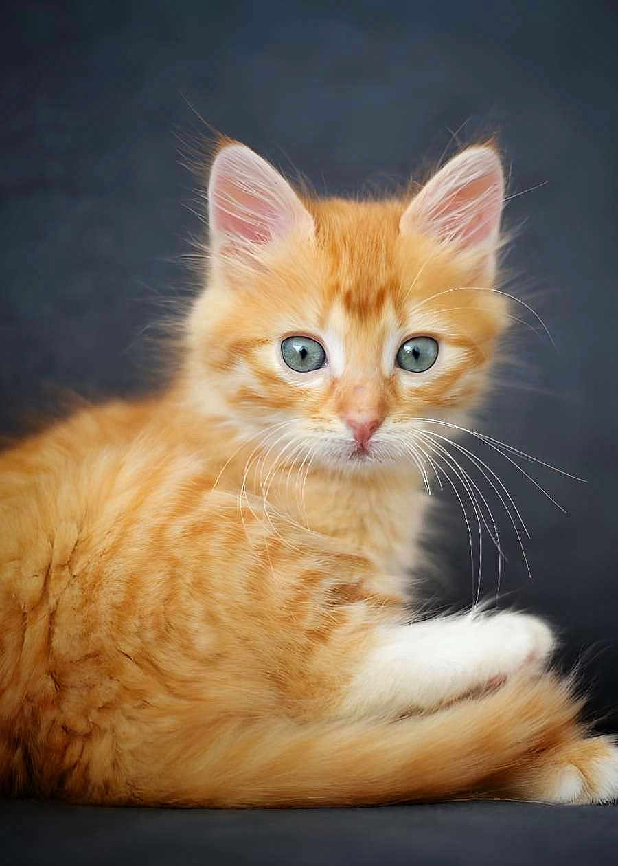 Tethys participe au concours pour gagner de l'argent avec cette photo : cat, kitten, orange_tabby, fluffy, whiskers, green_eyes, pet, feline, young, cute, portrait, animal, fur, domestic_cat, closeup, sitting, looking, soft_background, indoor, adorable