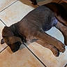 Louky a rejoint le concours — aidez-le/la à gagner de superbes lots ! puppy, dog, sleeping, floor, tile, brown, fur, paw, resting, indoors, pet, animal, young, cute, cozy, wood, leg, head, ear, quiet