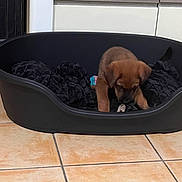 Louky participe au concours pour gagner de l'argent avec cette photo : puppy, dog, pet_bed, black_bed, blanket, toy, indoor, tile_floor, brown_puppy, curious, young_dog, pet, animal, floor, cozy, resting_place, looking_down, home, domestic, cute