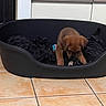 puppy, dog, pet_bed, black_bed, blanket, toy, indoor, tile_floor, brown_puppy, curious, young_dog, pet, animal, floor, cozy, resting_place, looking_down, home, domestic, cute
