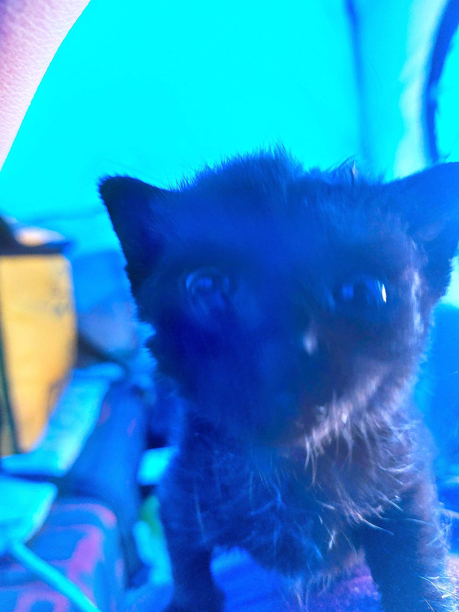 Bailey joined the competition — help win amazing prizes! azure, blue, carnivore, cat, electric_blue, felidae, fur, macro_photography, magenta, purple, small_to_medium_sized_cats, snout, tail, terrestrial_animal, whiskers, window