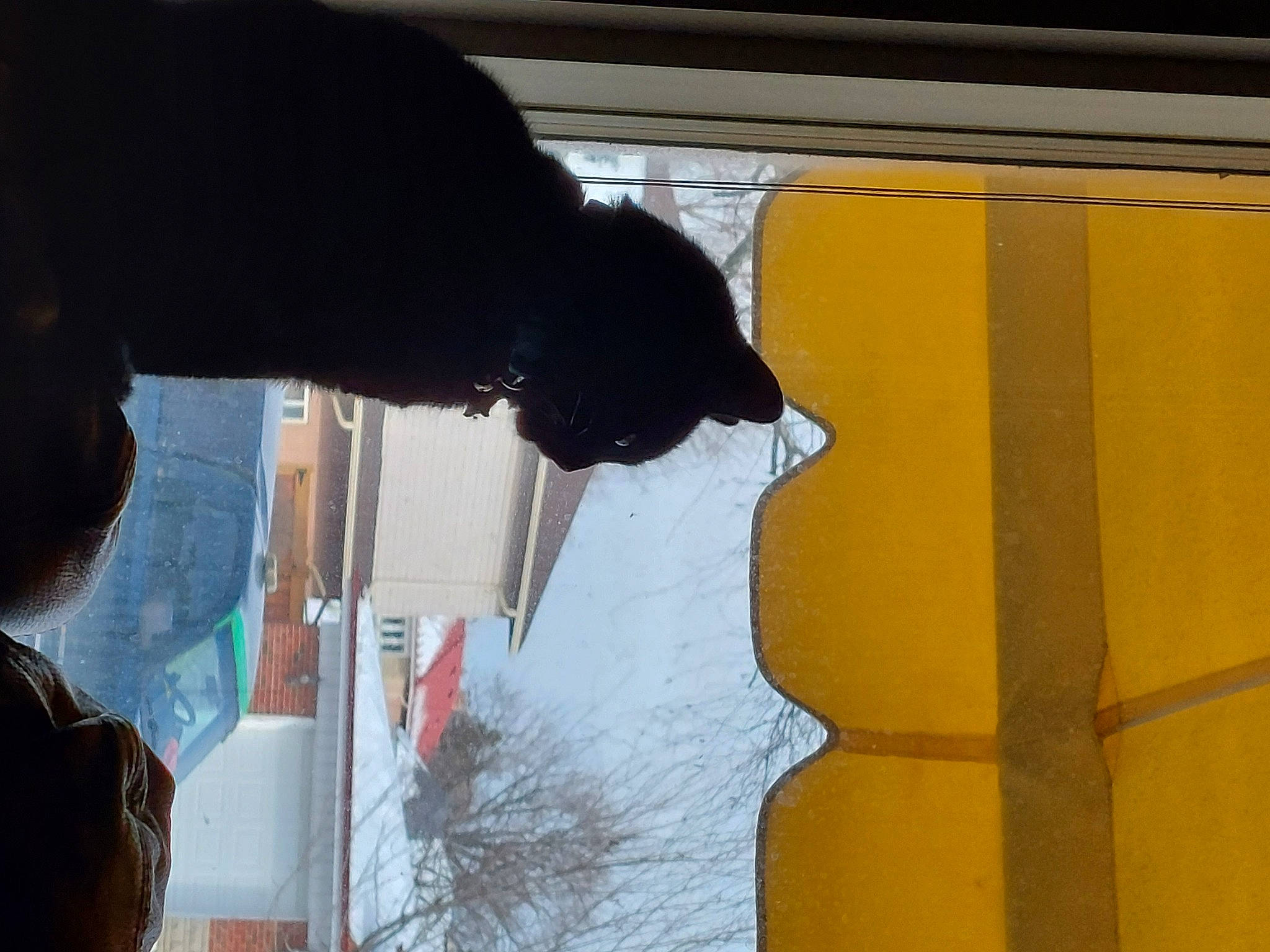 Bailey joined the competition — help win amazing prizes! carnivore, cat, felidae, fur, glass, reflection, shade, shadow, small_to_medium_sized_cats, tail, tints_and_shades, tree, visual_arts, water, whiskers, window, winter, wood