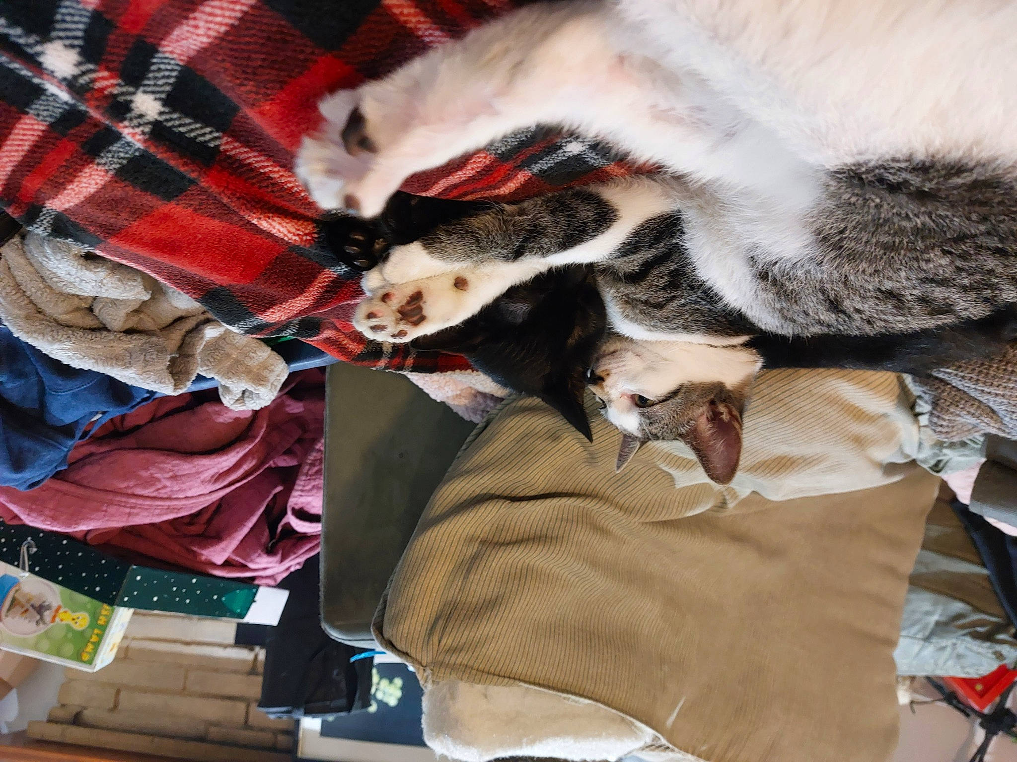 Berkley is registered to the contest to win money with this photo: bag, carnivore, comfort, companion_dog, dog_breed, fawn, felidae, fur, human_leg, linens, pattern, plaid, remote_control, sleeve, small_to_medium_sized_cats, sporting_group, tail, tartan, textile, whiskers