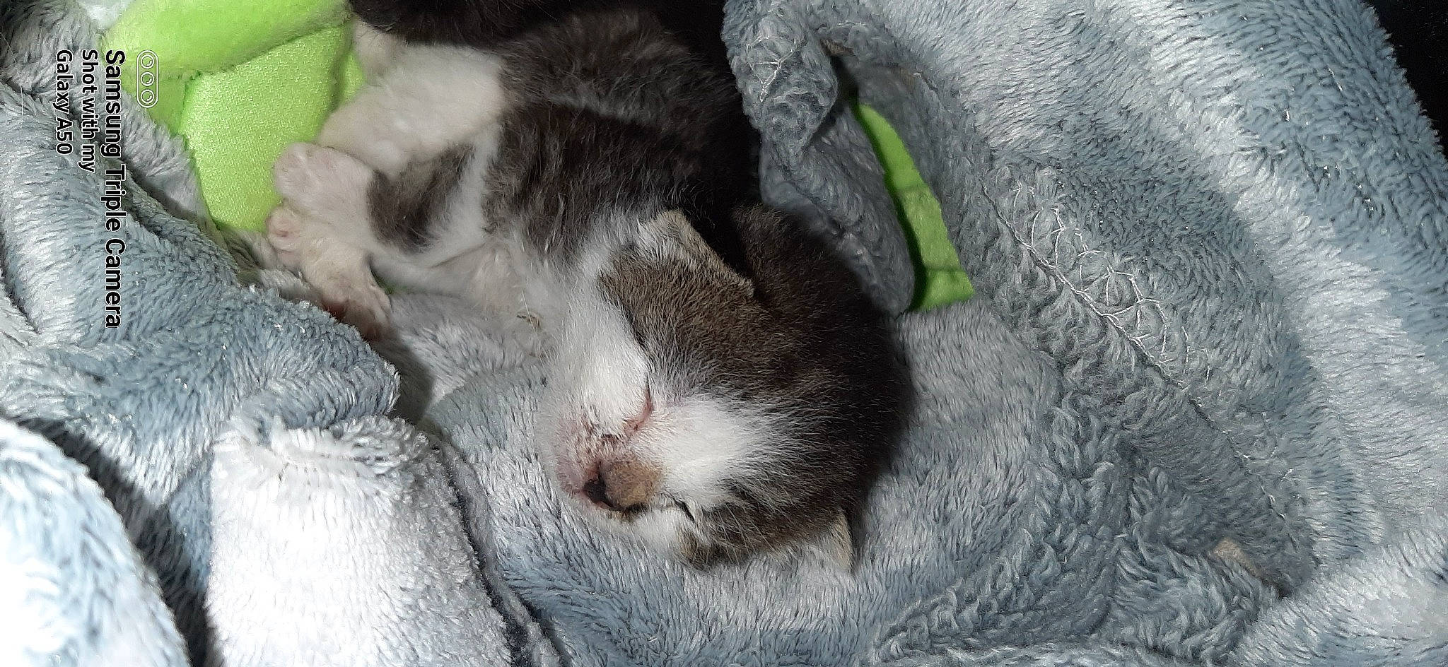 Berkley joined the competition — help win amazing prizes! carnivore, cat, claw, close_up, comfort, domestic_short_haired_cat, felidae, fur, grass, grey, nap, paw, plant, rabbits_and_hares, small_to_medium_sized_cats, snout, tail, terrestrial_animal, whiskers, window