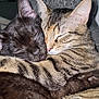 black_cat, cat, cats, closeup, companion, cozy, cute, domestic_animal, ears, feline, friendship, fur, hugging, indoor, pets, resting, sleeping, snuggling, tabby_cat, whiskers