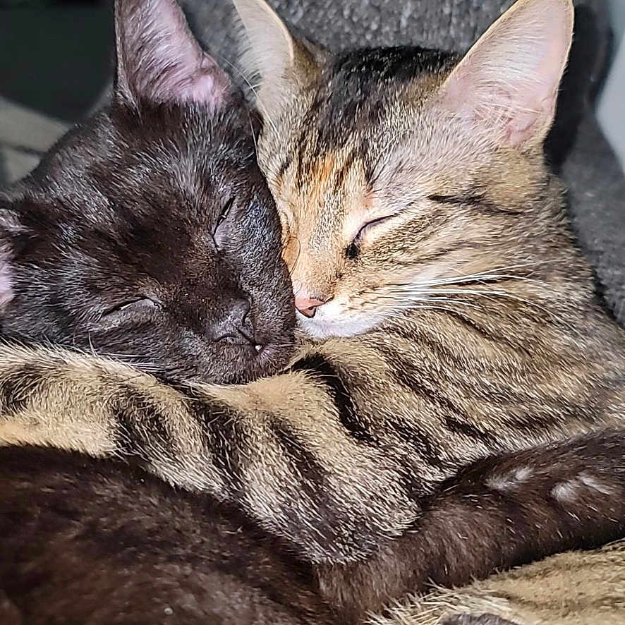 Styles And Swift is registered to the contest to win money with this photo: black_cat, cat, cats, closeup, companion, cozy, cute, domestic_animal, ears, feline, friendship, fur, hugging, indoor, pets, resting, sleeping, snuggling, tabby_cat, whiskers