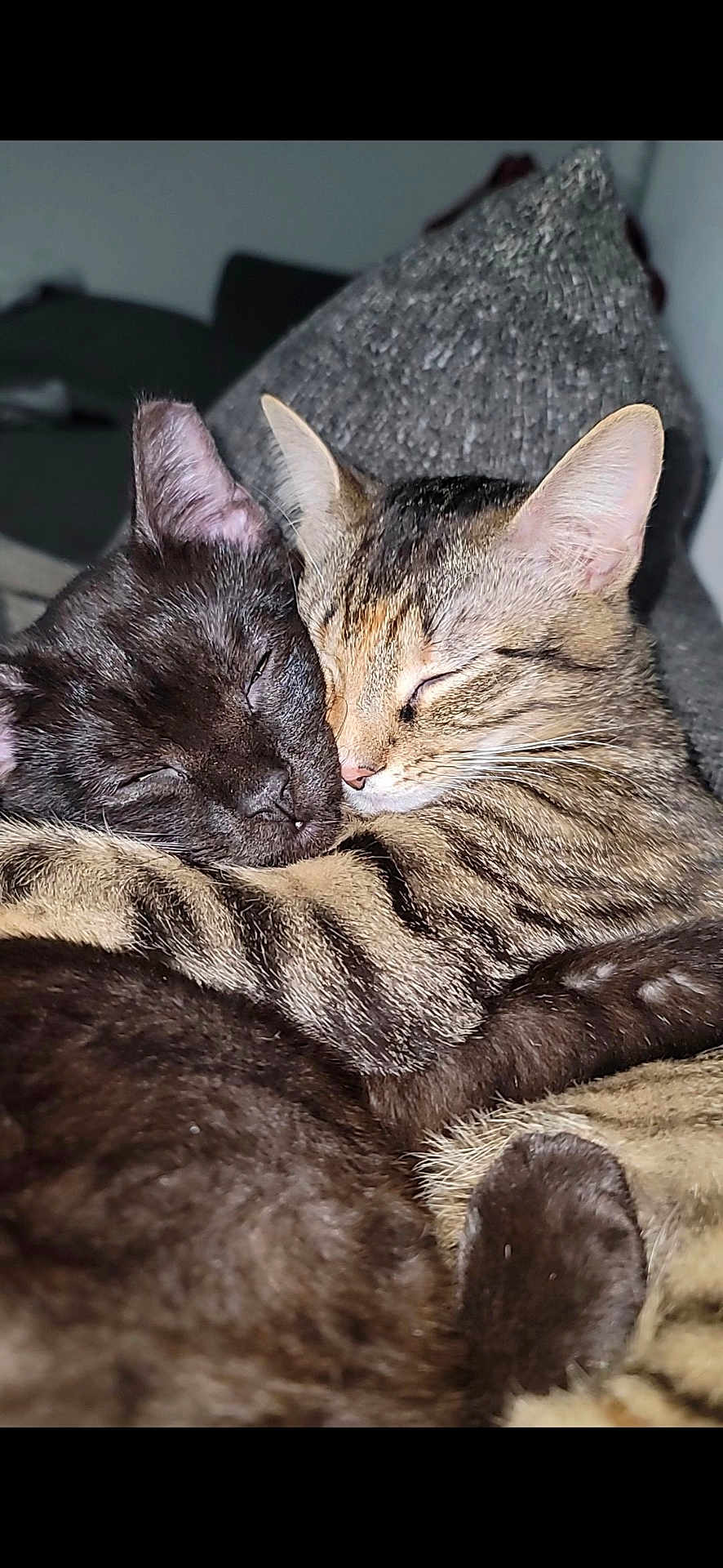 Styles And Swift is registered to the contest to win money with this photo: black_cat, cat, cats, closeup, companion, cozy, cute, domestic_animal, ears, feline, friendship, fur, hugging, indoor, pets, resting, sleeping, snuggling, tabby_cat, whiskers