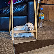 Odin is registered to the contest to win money with this photo: puppy, dog, labrador, yellow_labrador, wooden_chair, carpet, couch, black_leather, pillow, water_bottle, indoor, resting, floor, furniture, pet, cute, animal, home, relaxed, calm