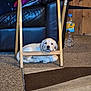 puppy, dog, labrador, yellow_labrador, wooden_chair, carpet, couch, black_leather, pillow, water_bottle, indoor, resting, floor, furniture, pet, cute, animal, home, relaxed, calm